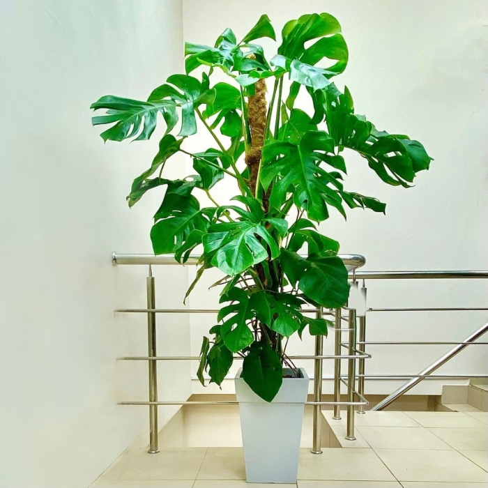 Делициоза монстера