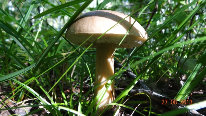 Шляпочные грибы