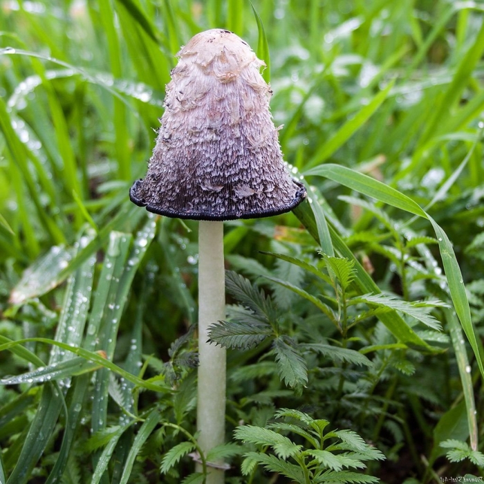 Навозник обыкновенный гриб