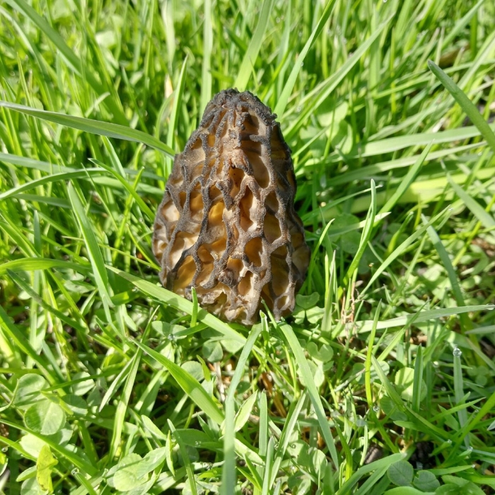 Ложный сморчок гриб