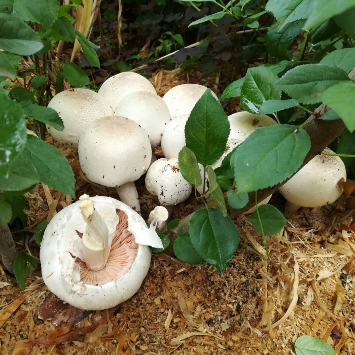 Шампиньон луговой agaricus campestris