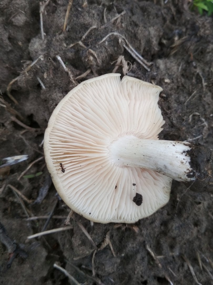 Рядовка голубиная tricholoma columbetta