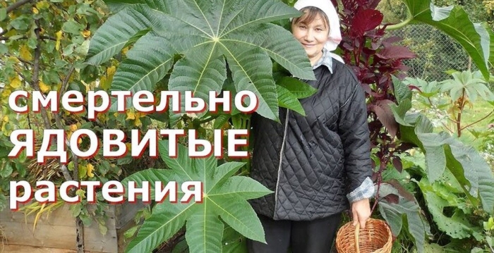 Клещевина ядовитое растение