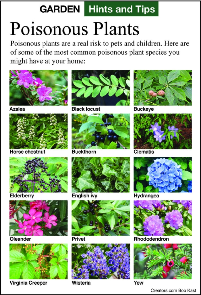 Ядовитое комнатное растение