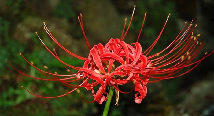 Ликорис паучья лилия