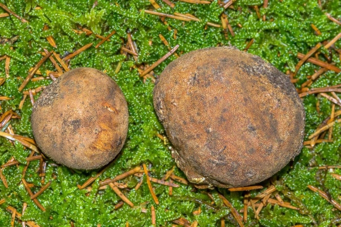 Ложный трюфель меланогастер