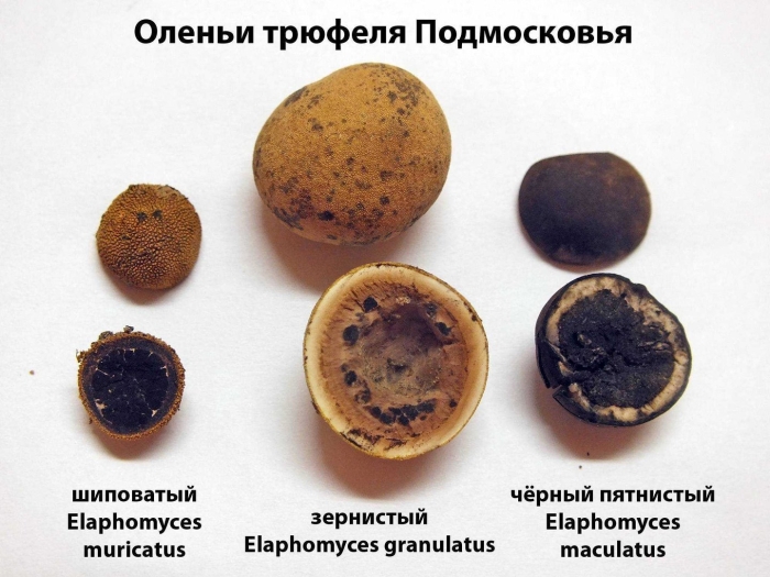 Олений трюфель (elaphomyces granulatus)