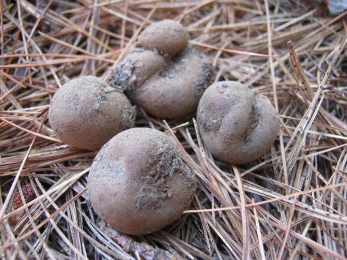 Гриб дедушкин табак