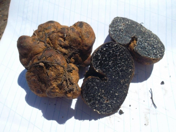 Меланогастер брума