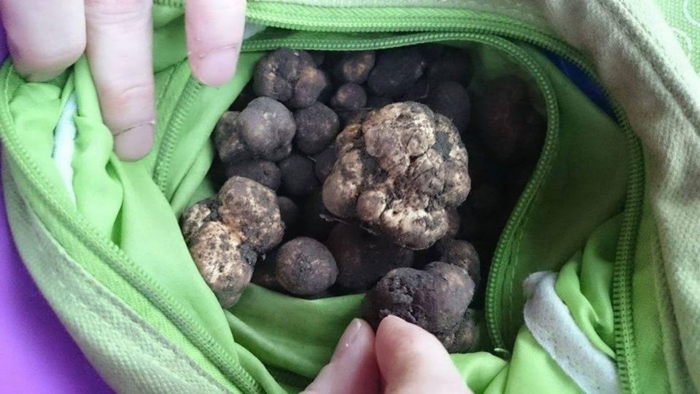 Гриб трюфель