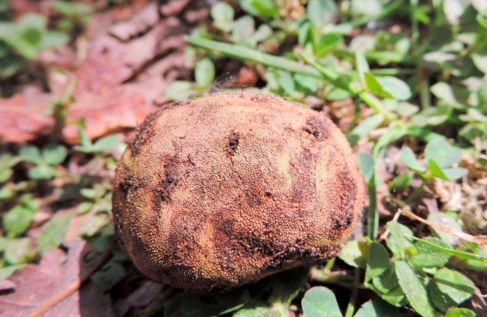 Трюфель олений гриб