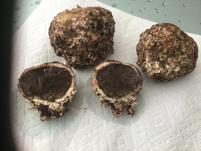 Ложный трюфель гриб