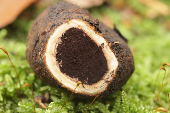 Elaphomyces granulatus