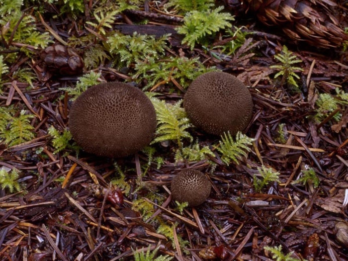 Lycoperdon nigrescens