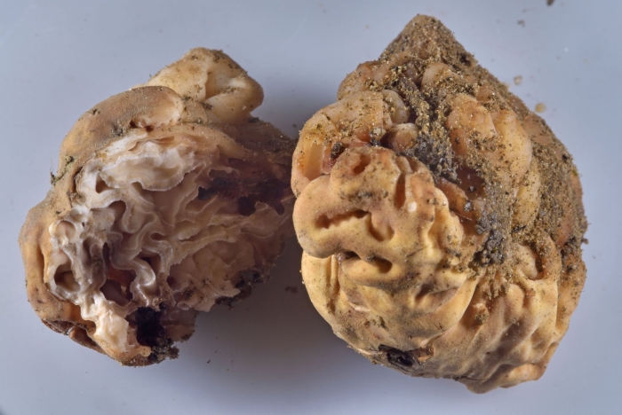 Строчок обыкновенный гриб