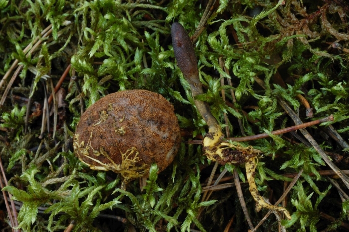 Олений трюфель (elaphomyces granulatus)