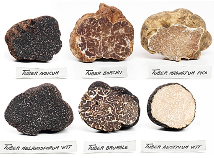 Гриб трюфель внутри