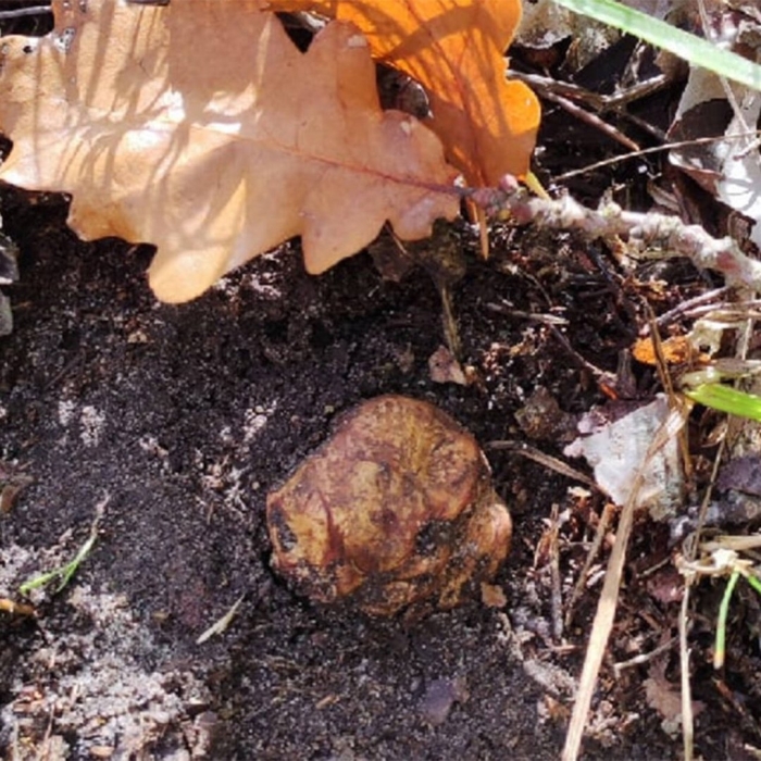 Ложный трюфель гриб