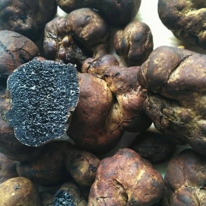 Ложный трюфель меланогастер