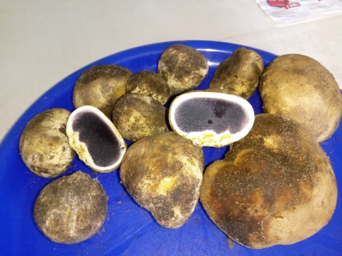 Трюфели грибы