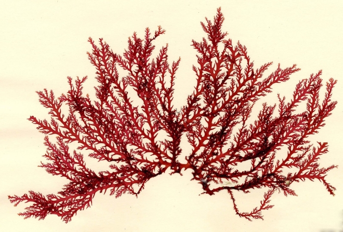 Анфельция водоросль