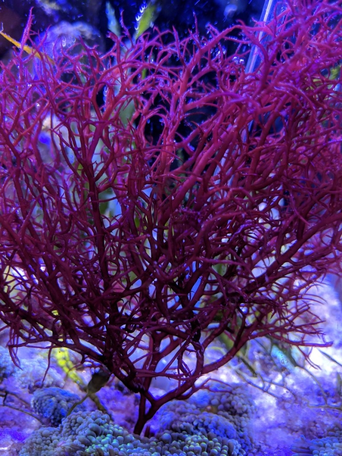 Красная водоросль