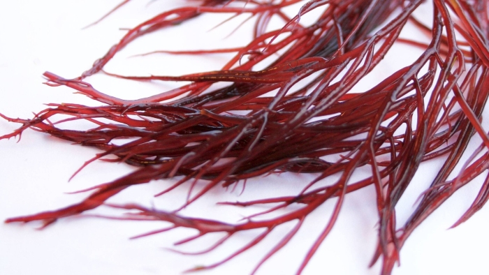 Анфельция тобучинская