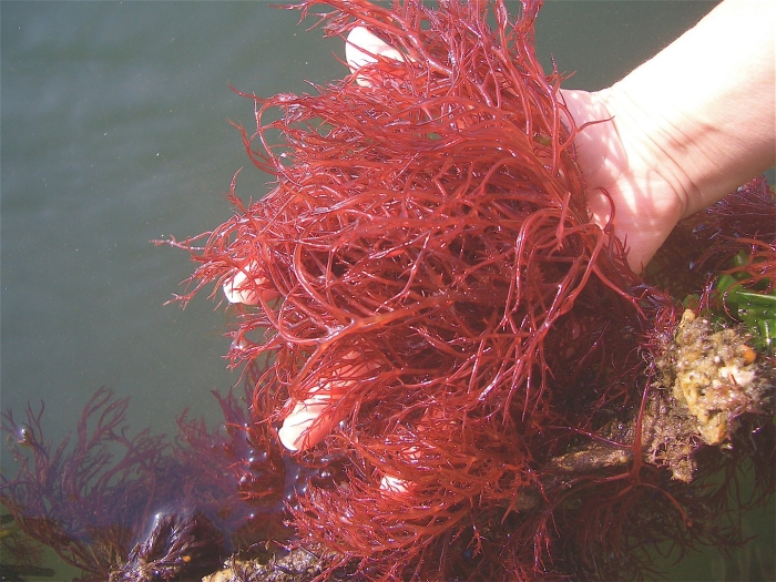 Красная водоросль