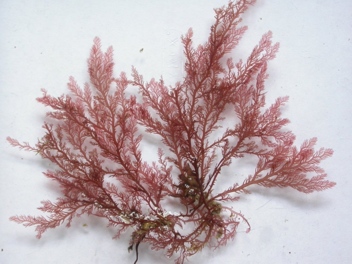 Филлофора водоросль