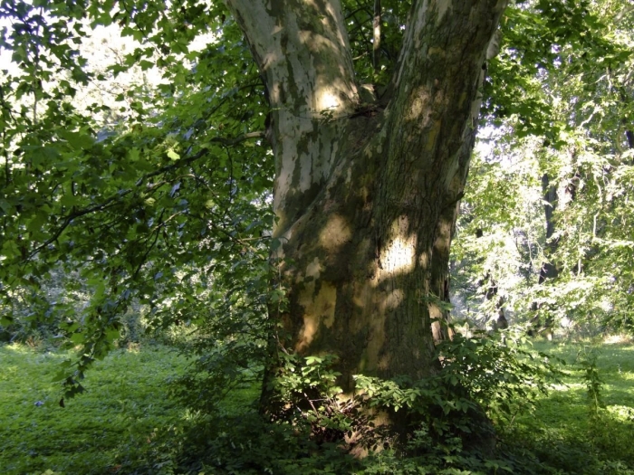 Платан восточный дерево