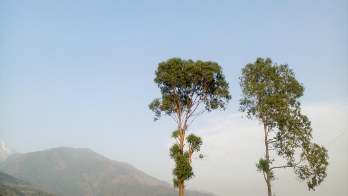 Дерево деревья