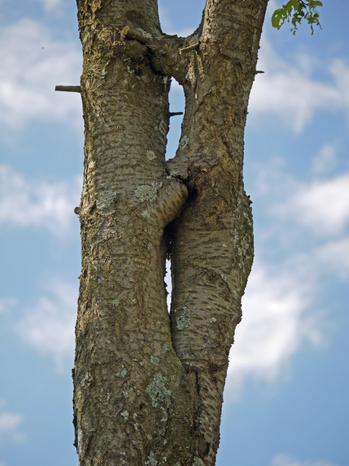 Сросшиеся деревья