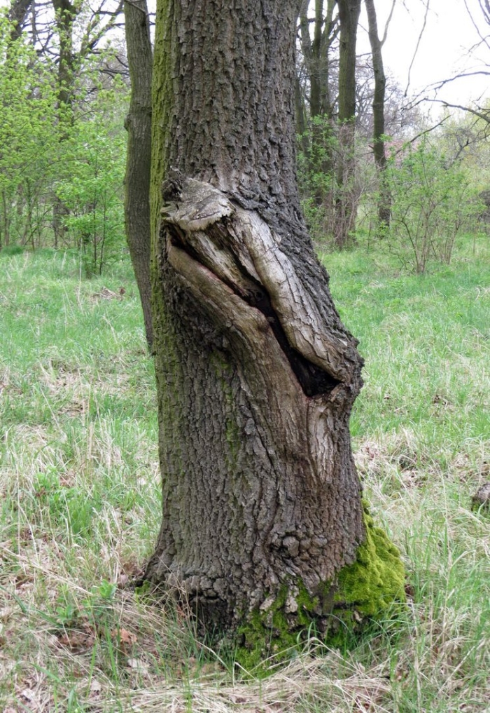 Дерево с дуплом