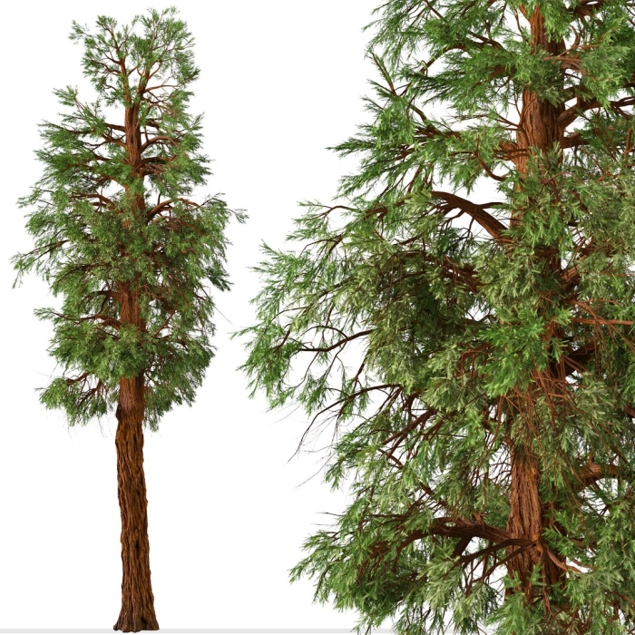 Sequoia sempervirens