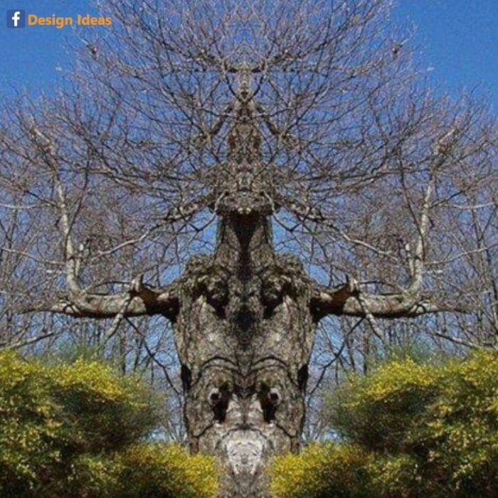 Дерево страшное