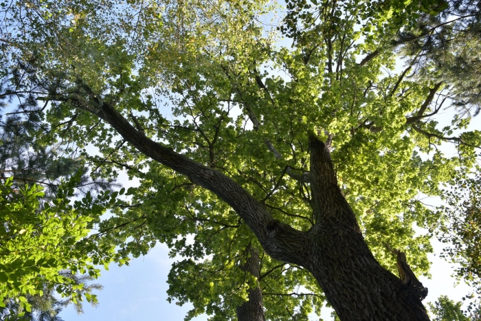 Дуб черешчатый quercus robur