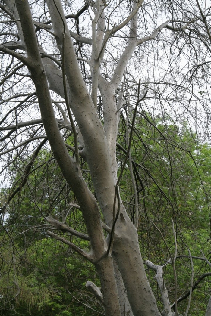 Платана дерево