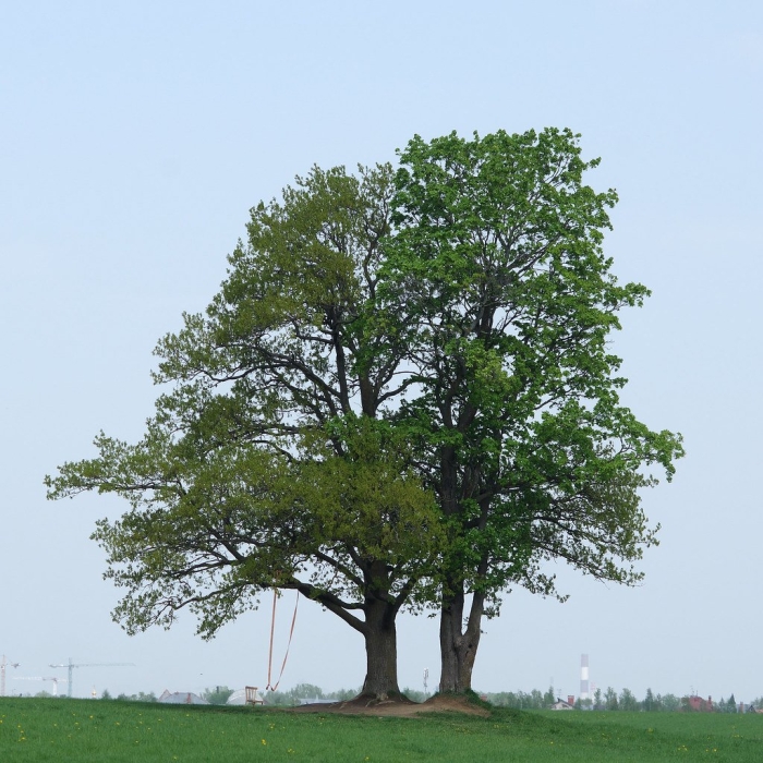 Черешчатый дуб ладушкин