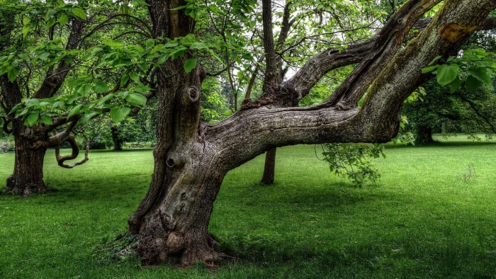 Дерево ствол