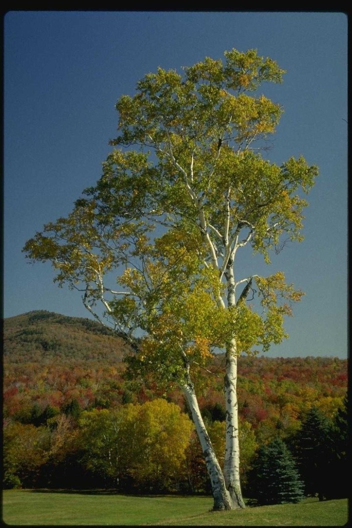 Осина обыкновенная populus tremula