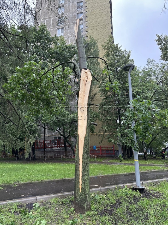 Упавшее дерево