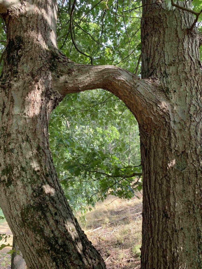 Деревья необычные