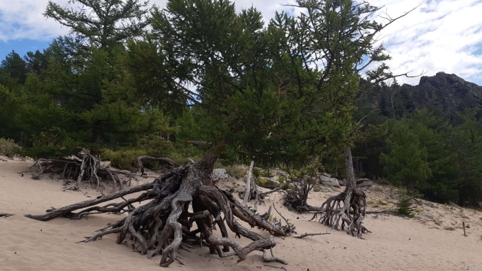 Ходульные деревья на байкале