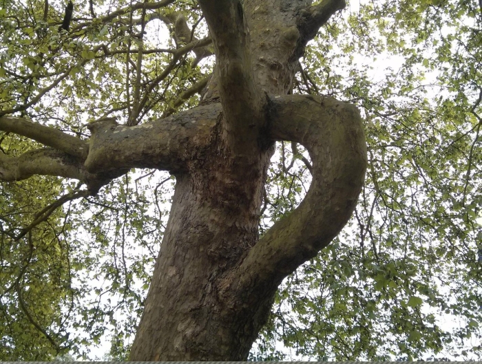 Двойное дерево