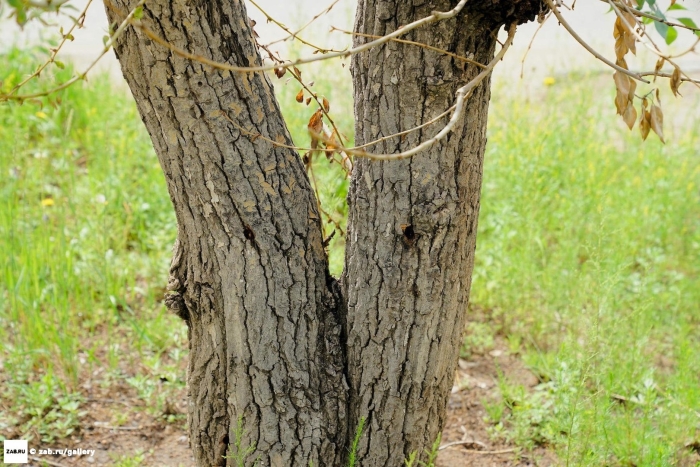 Ствол дерева