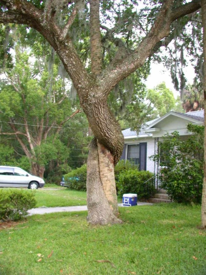 Прикольные деревья