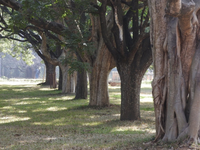 Плантация дубовая аллея луизиана