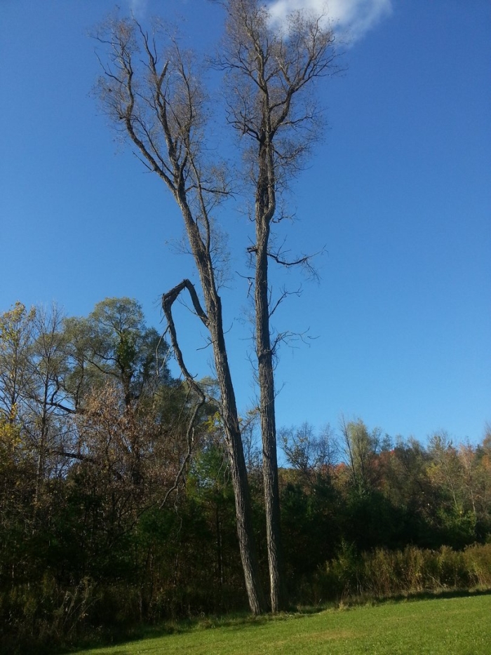 Голое дерево