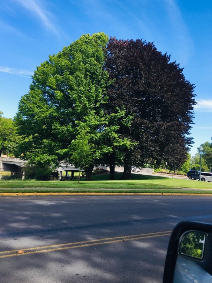 Двухцветное дерево