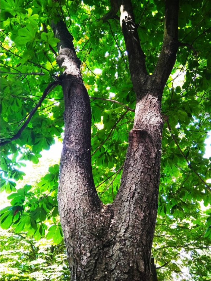 Дерево каштан